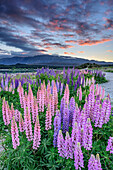 Rosafarbene und blaue Lupinen am Lake Tekapo, Lake Tekapo, Canterbury, Südinsel, Neuseeland