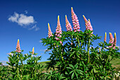 Pink lupines, Canterbury, South island, New Zealand