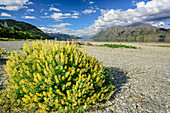 Yellow lupines with Lake Hawea in background, Lake Hawea, Mount Aspiring National Park, UNESCO Welterbe Te Wahipounamu, Queenstown-Lake District, Otago, South island, New Zealand