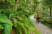 Woman hiking through ferns at Routeburn Track, Routeburn Track, Great Walks, Fiordland National Park, UNESCO Welterbe Te Wahipounamu, Queenstown-Lake District, Otago, South island, New Zealand