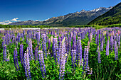Blaue Lupinen mit Bergen des Fiordland Nationalparks, Fiordlands Nationalpark, UNESCO Welterbe Te Wahipounamu, Queenstown-Lake District, Otago, Südinsel, Neuseeland