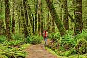 Woman hiking on track through beech forest, Kepler Track, Great Walks, Fiordland National Park, UNESCO Welterbe Te Wahipounamu, Southland, South island, New Zealand