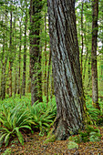 Beech forest with ferns, Fiordland National Park, UNESCO Welterbe Te Wahipounamu, Southland, South island, New Zealand