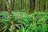 Beech forest with ferns, Fiordland National Park, UNESCO Welterbe Te Wahipounamu, Southland, South island, New Zealand