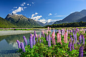 Blaue und rosafarbene Lupinen mit Bergen des Fiordland Nationalparks im Hintergrund, Fiordlands Nationalpark, UNESCO Welterbe Te Wahipounamu, Southland, Südinsel, Neuseeland