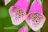 Pink foxglove, Otago, South island, New Zealand