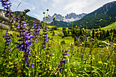 Blumenwiese und Geislergruppe, Santa Maddalena, Villnößtal, Dolomiten, Südtirol, Italien