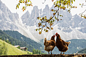chicken in front of Geislergruppe, Santa Maddalena, Villnößtal, Dolomites, South Tyrol, Italy