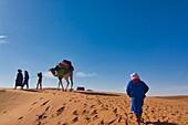 Walking in the desert with a camel and Berber guides, Erg Chegaga, Sahara, Morocco