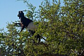 Goat in an Argan tree South go Essaouira, Morocco