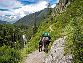 Horseride, Kara-Tyurek, Pass, Belucha, Altai, Siberia, Russia
