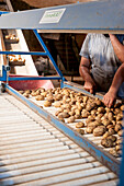 potato harvest, sorting machine, crop, harvest, yield, harvesting, farmer, organic, agriculture, farming, Bavaria, Germany, Europe