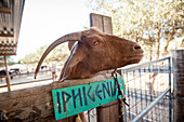 Goat on a farm Agia Galini, Crete, Greece, Europe