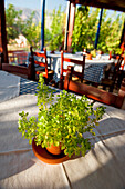 Oregano potted herb, culinary herbs in a restaurant, Plakias, Crete, Greece, Europe