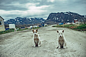 Hunde auf einer straße in Sisimiut, Grönland, Arktis.