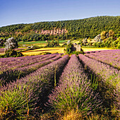 Lavender field, Vaucluse, Provence, France