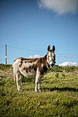 Esel oder Maultier steht angebunden auf grüner Wiese und blickt in die Kamera, Grafschaft Clare, Irland, Europa