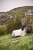 Irish sheep at cliffs Slieve League, Teelin, County Donegal, Ireland, Wild Atlantic Way, Europe