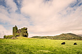 Kühe liegen vor Ballycarbery Burg Ruine, Grafschaft Kerry, Irland, Wild Atlantic Way, Europa