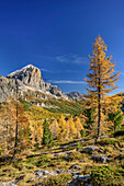 Tofana with larch trees in autumn colours, Dolomites, UNESCO World Heritage Site Dolomites, Venetia, Italy