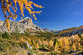 Tofana with larch trees in autumn colours, Dolomites, UNESCO World Heritage Site Dolomites, Venetia, Italy