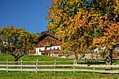 Herbstlich verfärbte Obstbäume mit Bauernhof, Sarntal, Sarntaler Alpen, Südtirol, Italien