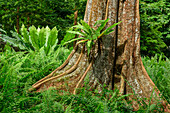 Tropischer Baum mit Brettwurzeln und Farne, Botanische Gärten Singapur, UNESCO Welterbe Singapore Botanical Gardens, Singapur