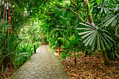 Track leading through palm trees and abundant tropical garden, Botanical Gardens Singapore, UNESCO World Heritage Site Singapore Botanical Gardens, Singapore