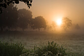 Viehweide im Nebel bei Sonnenaufgang, Hesel, Friedeburg, Wittmund, Ostfriesland, Niedersachsen, Deutschland, Europa