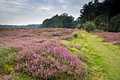 Blooming heather, Pestruper Gräberfeld, Pestrup, Wildeshausen, Oldenburg, Nature Park Wildeshauser Geest, Lower Saxony, Germany, Europe