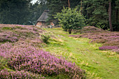 Blooming heather, Pestruper Gräberfeld, Pestrup, Wildeshausen, Oldenburg, Nature Park Wildeshauser Geest, Lower Saxony, Germany, Europe