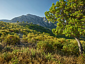 landscape at D'Arone, Corsica, France