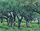 old cork oaks, Corsica, France