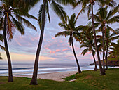 Palmen am Strand Grande Anse, Reunion, Frankreich