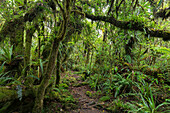 away in the Forêt de Bebour, Reunion, France