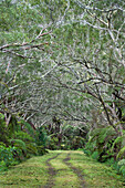 Forststrasse im Forêt de Bébour, Reunion, Frankreich