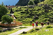 Cows at the Ritzau alm in the Kaiser valley, Kaiser mountains over Kufstein, Tyrol, Austria