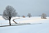 Kleine Landstrasse bei Harmating, bei Wolfratshausen, Winter in Bayern, Deutschland