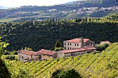 Weingut im Valpolicella Weingebiet bei San Rocco, Veneto, Italien