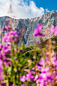 Blick von einer Almwiese mit Blumen der Seiser Alm auf die umliegenden Berge, Seis, Südtirol, Alto Adige, Italien