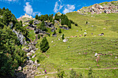 A hiker on a mountain slope of the Alpe di Siusi with cows and horses, Siusi, South Tyrol, Alto Adige, Italy