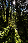 A forest densely overgrown with ferns and conifers against the sunlight, Ginzling, Zillertal, Tirol, Austria