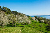 Blühende Obstbäume, Sipplingen, Bodensee, Bodenseekreis, Baden-Württemberg, Deutschland