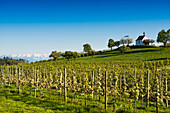 Apple plantation, orchard, Antonius chapel in Selmnau near Wasserburg, Lake Constance, in the back the Swiss Alps, Allgaeu, Bavaria, Germany