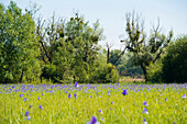 Sibirische Schwertlilien (Iris sibirica) in Blüte, Eriskircher Ried, Eriskirch, Bodensee, Baden-Württemberg, Deutschland