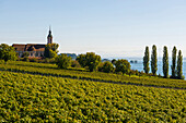 View of Lake Constance with vineyards and Birnau Monastery, near Überlingen, Lake Constance, Baden-Württemberg, Germany