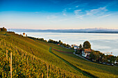 View of vineyards at Lake Constance, Meersburg, Lake Constance, Baden-Württemberg, Germany