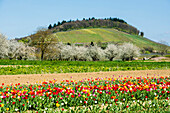Tulip field and flowering fruit trees, at Ballrechten-Dottingen, Markgräfler Land, Black Forest, Baden-Württemberg, Germany