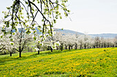 Blühende Streuobstwiesen, Kirschblüte, Obereggenen, Markgräflerland, Schwarzwald, Baden-Württemberg, Deutschland
