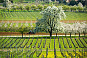 Flowering orchard meadows, cherry blossom, Obereggenen, Markgräflerland, Black Forest, Baden-Württemberg, Germany